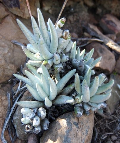 Caputia scaposa var. scaposa leaf covering temporary