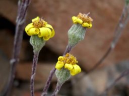 Caputia scaposa var. scaposa flowerheads