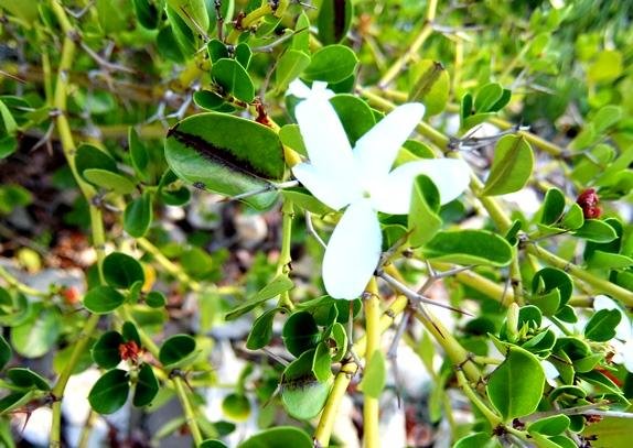 Carissa bispinosa