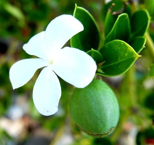 Carissa bispinosa green fruit