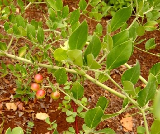 Carissa edulis fruit and leaves