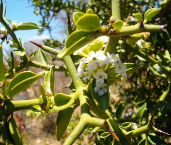 Carissa bispinosa, previously C. haematocarpa