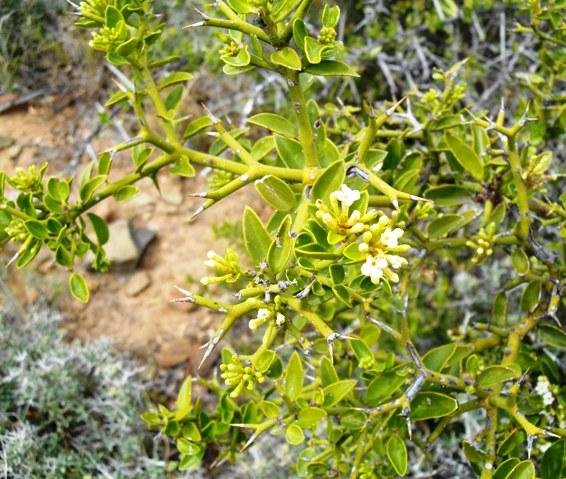 Carissa bispinosa pale in the Karoo