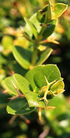 Carissa macrocarpa
