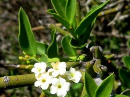 Carissa bispinosa small flowers