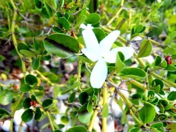 Carissa bispinosa