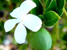 Carissa bispinosa green fruit