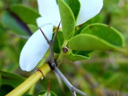 Carissa bispinosa leaves and spines