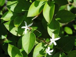 Carissa edulis flower and leaves