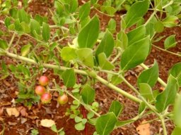 Carissa edulis fruit and leaves