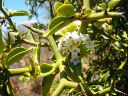 Carissa bispinosa, previously C. haematocarpa