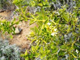 Carissa bispinosa pale in the Karoo