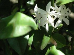 Carissa bispinosa flowers