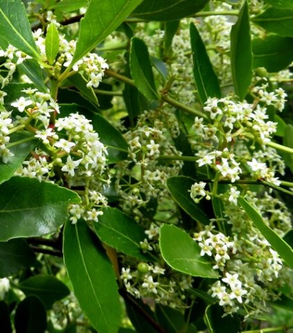 Cassine peragua flowers all over