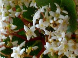 Cassine peragua subsp. peragua flowers