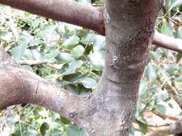 Cassine peragua stems