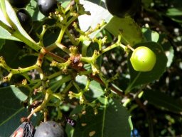 Cassine peragua fruits disappearing
