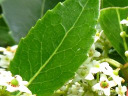 Cassine peragua leaf venation