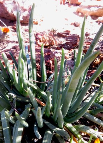Cephalophyllum pillansii leaves