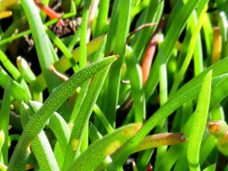 Cephalophyllum parviflorum 