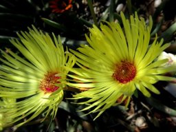 Cephalophyllum pillansii flowers
