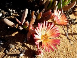 Cephalophyllum rigidum 
