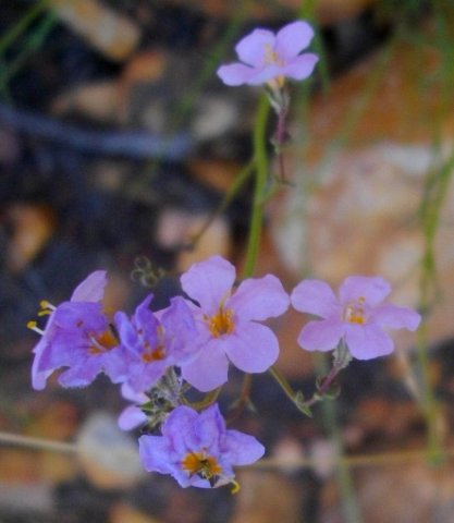 Chaenostoma caeruleum