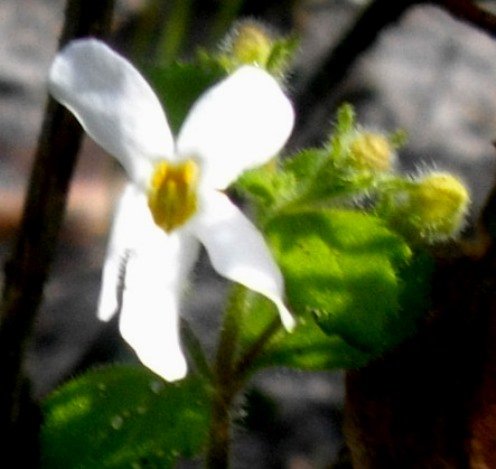 Chaenostoma hispidum buds
