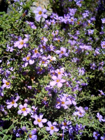 Chaenostoma revolutum flowering well