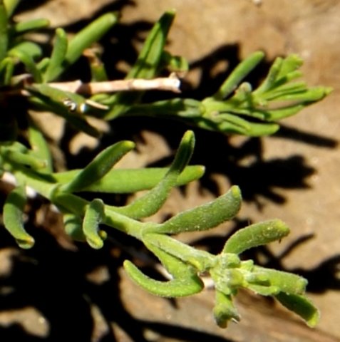 Chaenostoma revolutum leaves