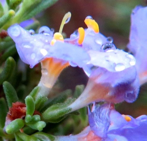 Chaenostoma revolutum flower profiles
