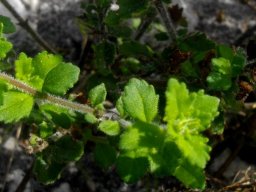 Chaenostoma hispidum leaves