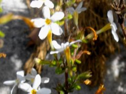 Chaenostoma hispidum stems