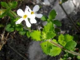 Chaenostoma hispidum flowers