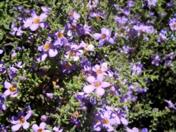 Chaenostoma revolutum flowering well