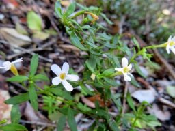 Chaenostoma revolutum white flowers
