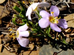 Chaenostoma revolutum flowers