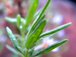 Chaenostoma revolutum stem-tip leaves