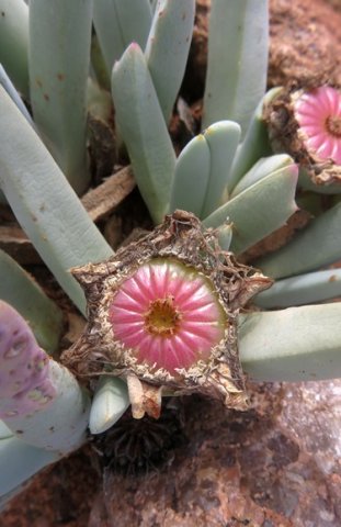 Cheiridopsis denticulata fleshy and dry fruit