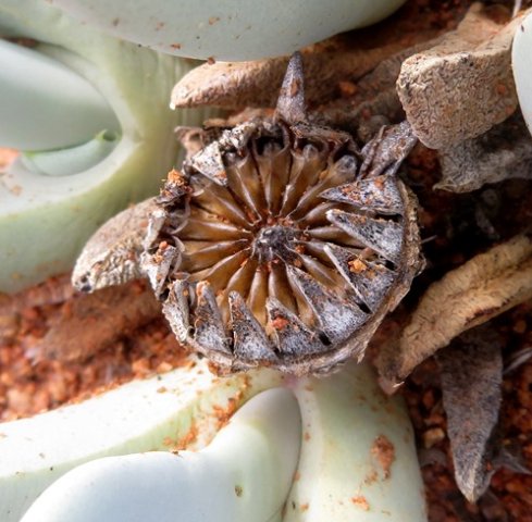 Cheiridopsis denticulata old fruit husk