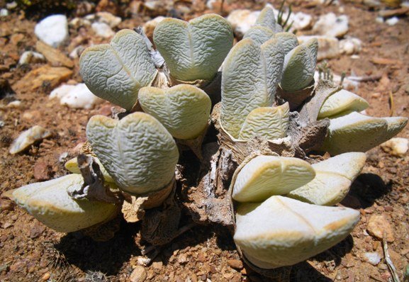 Cheiridopsis pillansii