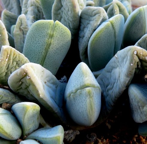 Cheiridopsis purpurea leaf pairs
