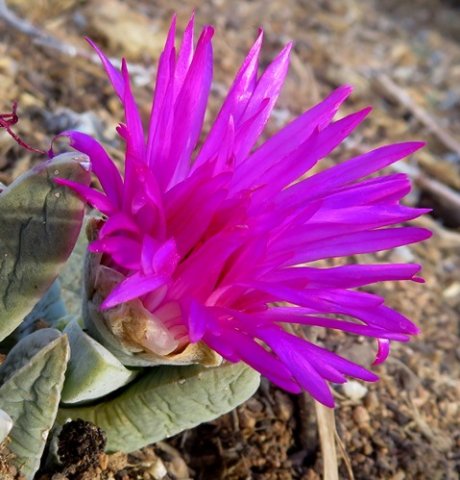 Cheiridopsis purpurea flower