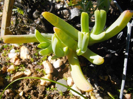 Cheiridopsis turbinata