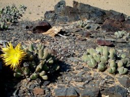Cheiridopsis brownii