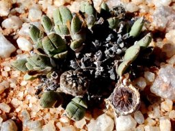Cheiridopsis namaquensis in quartzite gravel