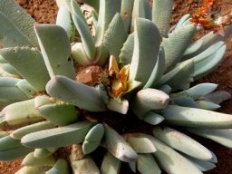 Cheiridopsis denticulata leaf differences