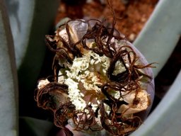 Cheiridopsis denticulata frazzled