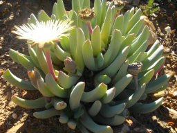 Cheiridopsis denticulata showing stages of seed production