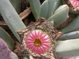 Cheiridopsis denticulata fleshy and dry fruit